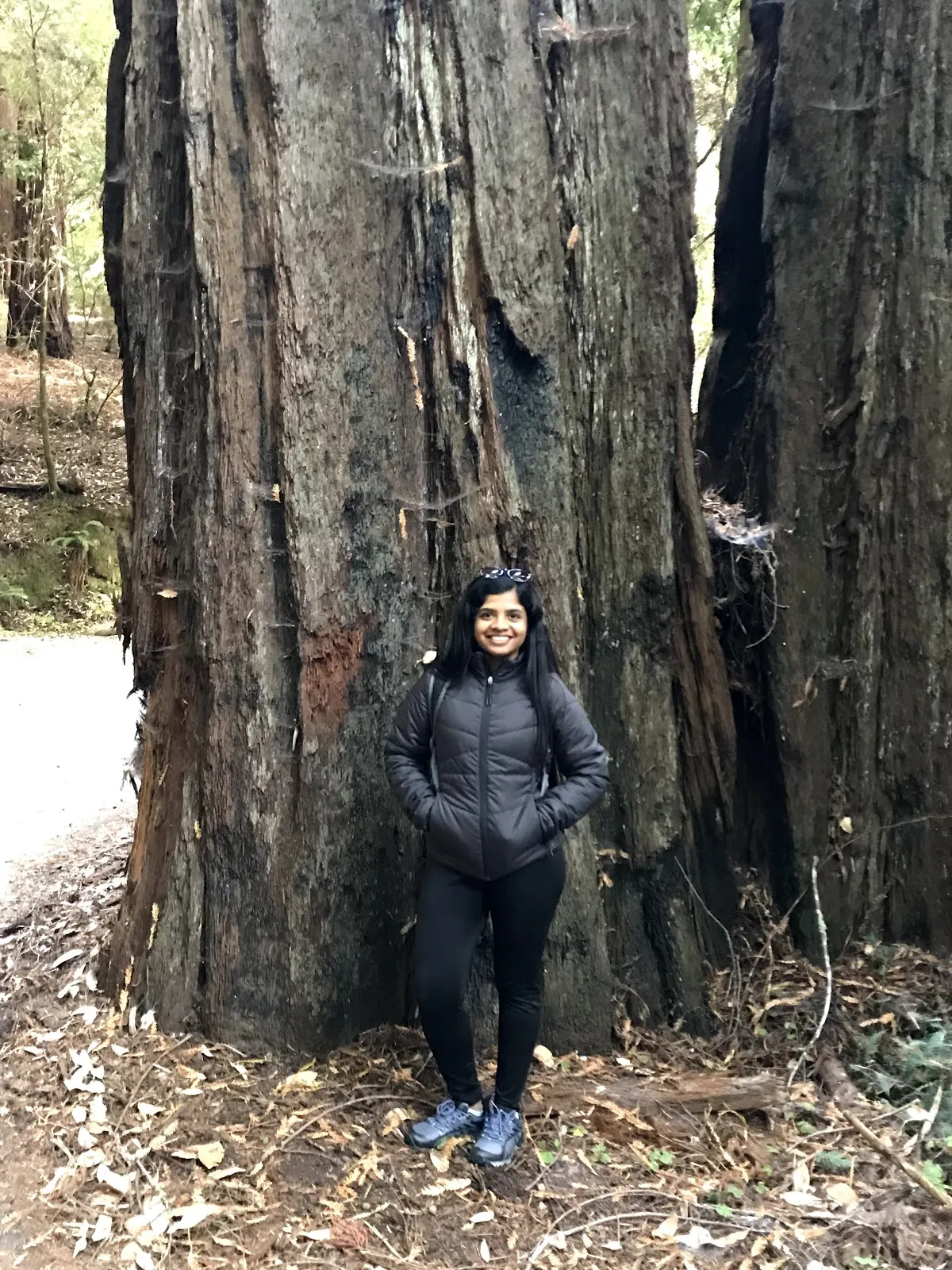 Hiking in the Redwoods